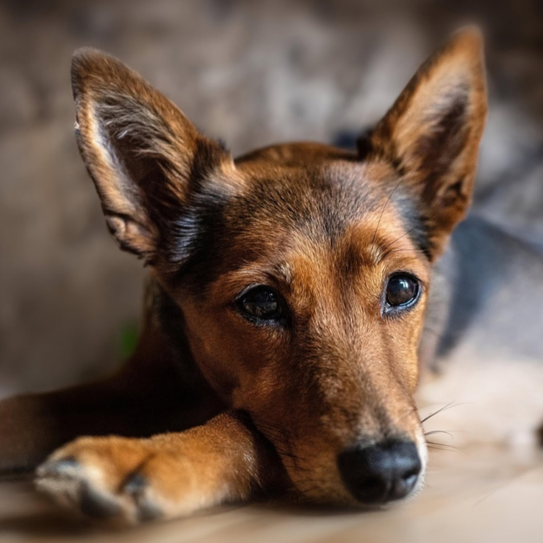 Junger Hund entspannt liegend