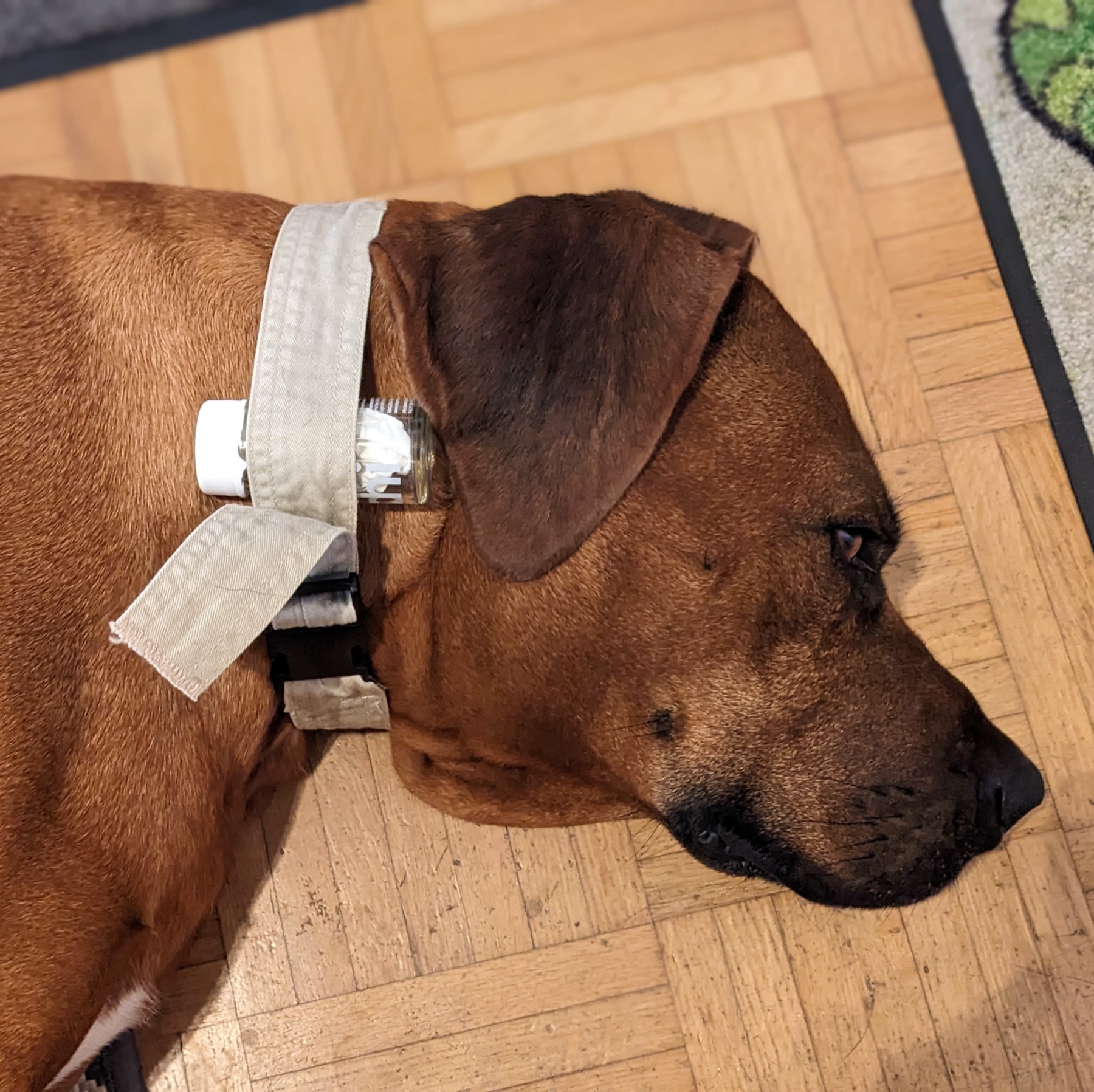 Hund während einer energetischen Austestung